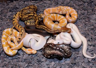 Ball Pythons for sale