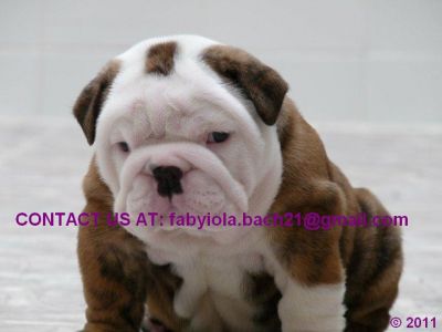 TWO LOVELY ENGLISH BULLDOG PUPPIES FOR ADOPTION