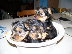 Affectionate teacup yorkies for adoption