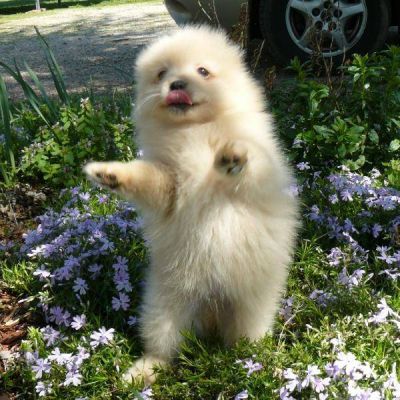 Wonderful AKC Registered Pomeranian puppies for good homes.