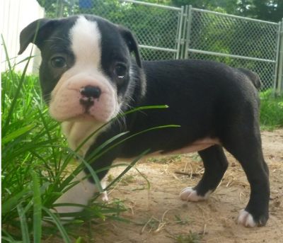 Charming Boston Terrier Puppies.KC registered