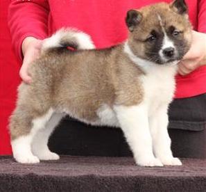 lovely akita puppies for sale