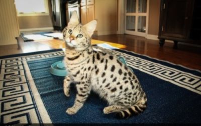 Registered Bengal Kittens For Adoption