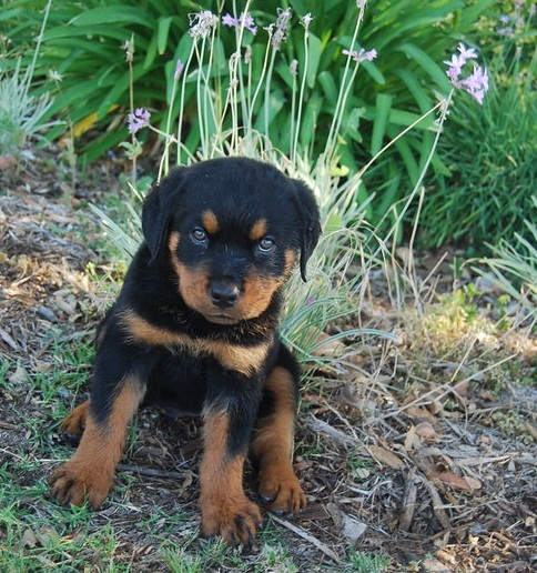 11 week old Rottweiler pups
