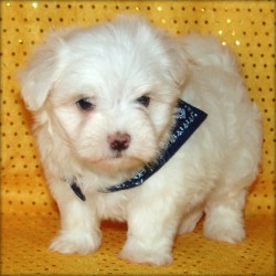 maltese puppy for adoption