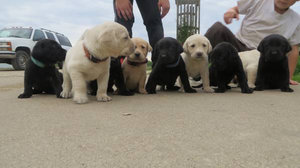 Pedigree & registered Labrador retriever pups