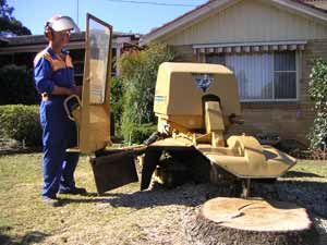 Affordable Tree Removal Service Castle Hill