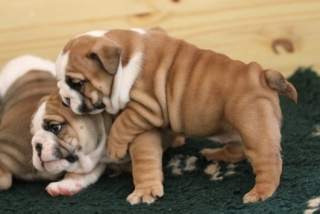 Cute English Bulldog Puppies For Free Adoption.