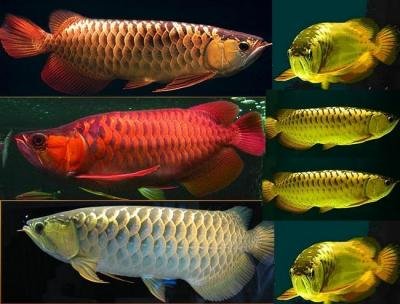 Arowana fishes of all breed and sizes ready for sale!!!!!!