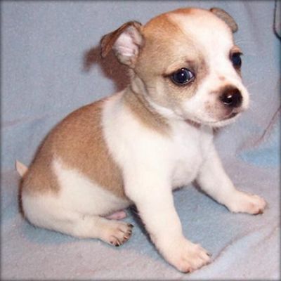 Cute Chihuahua Puppies For New Homes These Xmas.