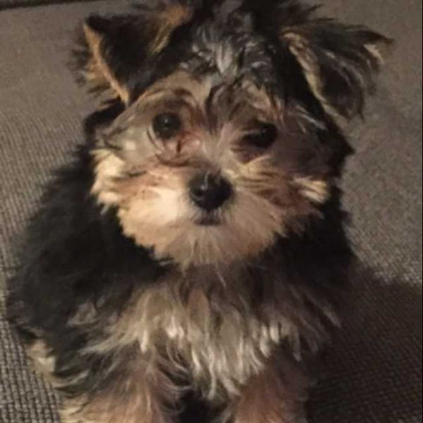 Yorkshire purebred male and female pups