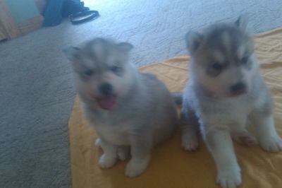Beautiful Siberian Husky Puppies now available for loving homes