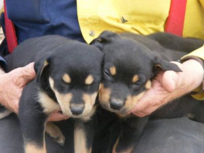 Australian kelpie puppies