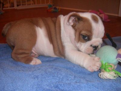 Take home our English bulldog puppies for Christmas