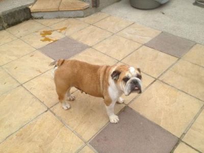 Reduced Reduced Reduced Brittish Bulldogs , Both, 1-3 months, , xxxxxexeptionally Stunn