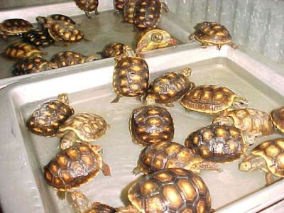 Redfoot tortoises and Russian Tortoises