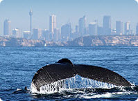Whale Watching Tours
