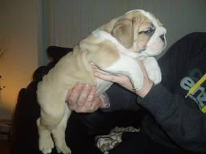  LOVELY MALE AND FEMALE ENGLISH BULL BABIES