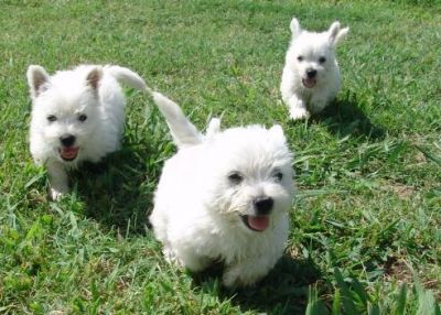 Lovely West Highland White Terrier puppies for sale 