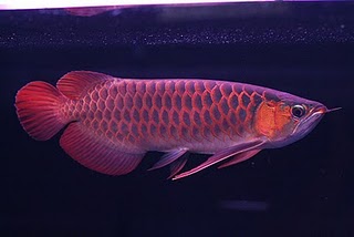 Arowana fish for sale