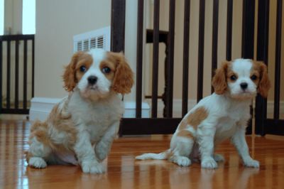 Cavalier King Charles Spaniel puppies