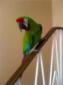 military macaw parrots for good homes