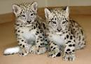 Snow Leopard Cubs  for  Auction 