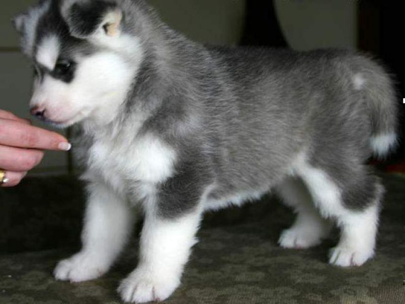 Companion Siberian Husky Puppies Available for adoption