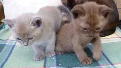 Burmese kittens Bred By Oramor