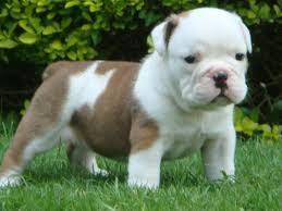 English bulldog puppies for caering home