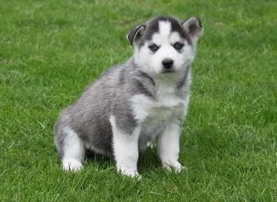A KC Gray and white female Siberian Husky Puppy