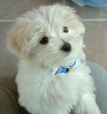 cute and charming maltese puppies for adoption