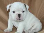 MY ADORABLE ENGLISH PUPPY BULLDOG READY TO BE ADOPTED