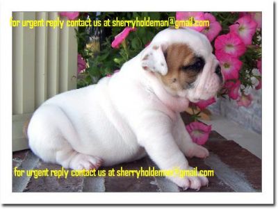 Healthy lovely English bulldog puppies ready for lovely home at (sherryholdeman@gmail.com)