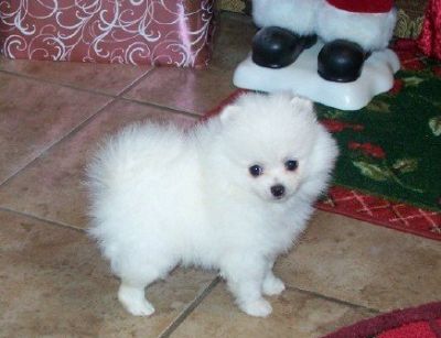  AKC registered Pomeranian Puppies