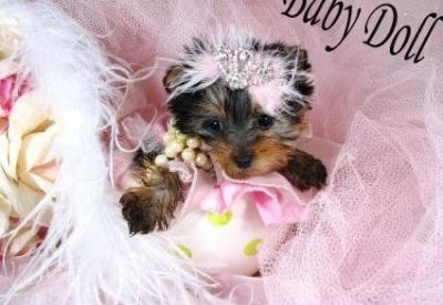 Home raised Yorkshire Terrier puppies available for good home