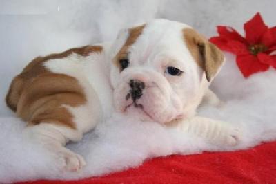 Take home our English bulldog puppies for Christmas