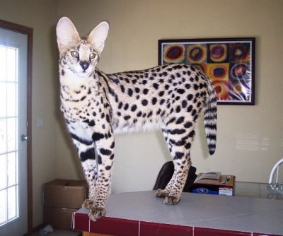 VERY EXOTIC serval, savannah, ocelot and bengal kittens for sale