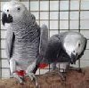 DNA Tested Congo African Gray Parrots Available
