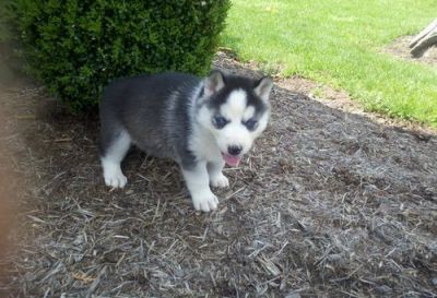 Lovely Siberian Husky Puppies for good homes