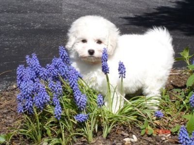 Well Home Raised Bichon Frise Puppies For Sale 