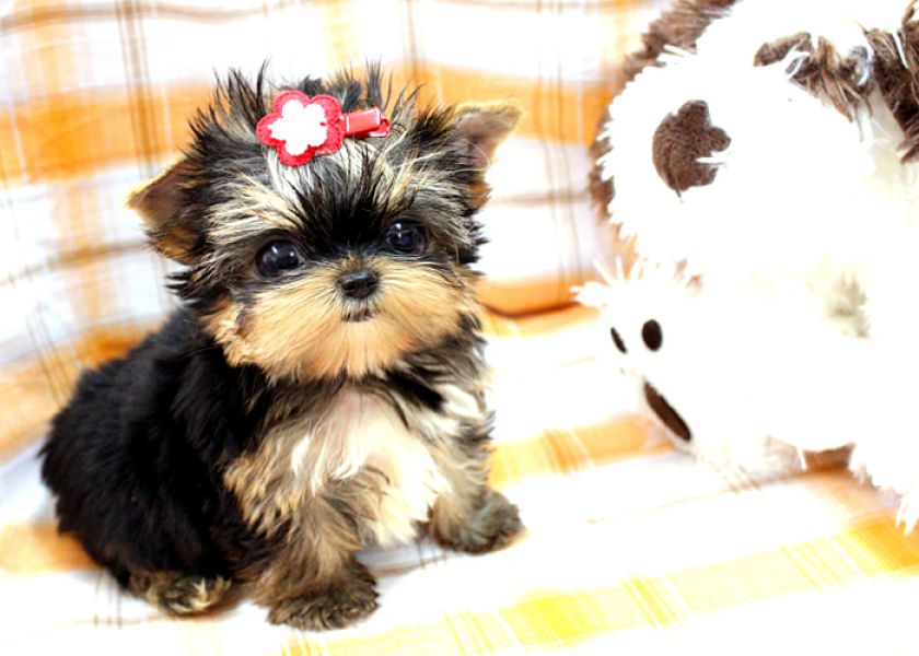 Super Cute Yorkie Male & Female Puppies For Adoption 