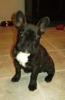 Male and Female French Bull dog puppies ready for a new home