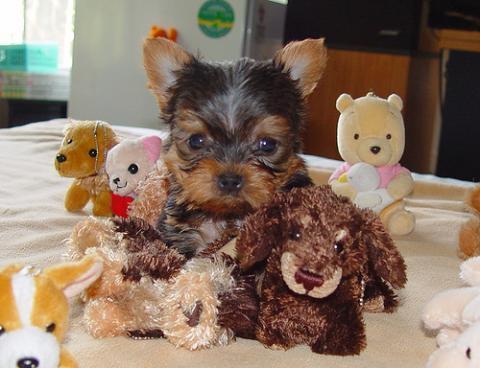 Healthy Yorkshire Terrier Puppies For Adoption