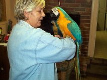 hand breed macaw parrot for adoption 