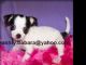 CUTE TEACUP CHIHUAHUA PUPPIES FOR ADOPTION