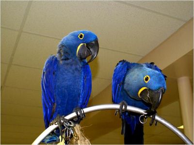 Free Pair Of Hyacinth Macaw Parrots For Free3444