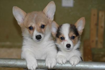 classy and loving Pembroke Welsh Corgi puppies
