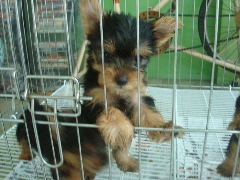 Affectionate Yorkie Puppies Available 