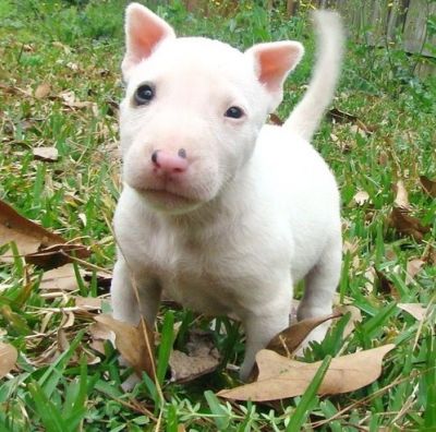 Gorgeous Bull terrier puppies available 
